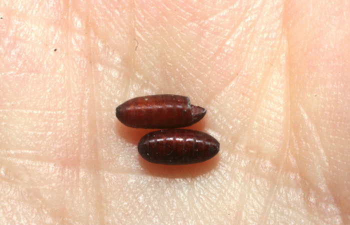 Fg.10. Puparios de parásito <i>Itaplectops akselpalolai</i></i> (Tachinidae) se alimento larva <i>Natada michorta</i></i> (Limacodidae), Sendero Arenales. Sector Cacao, 1080 m.07-SRNP-41902- DHJ452868.