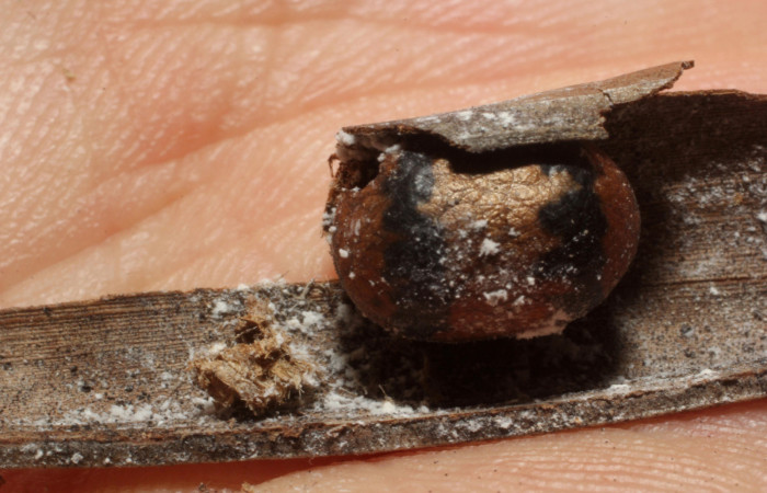 Fg.11. Parásito (Ichneumonidae) se alimentó larva <i>Natada michorta</i></i> (Limacodidae), Estacion Llanura. Sector Rincon Rain Forest, 135 m. 11- SRNP-75453-DHJ804111.