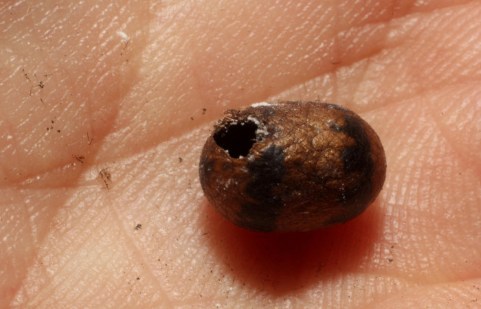 Fg.12. Parasito (Ichneumonidae) se alimento larva <i>Natada michorta</i></i> (Limacodidae), Estacion Llanura. Sector Rincon Rain Forest, 135 m. 11- SRNP-75453-DHJ804110.