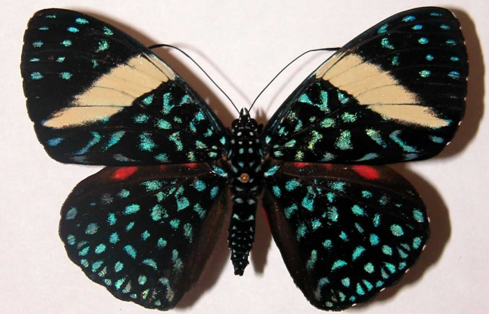 Figura 7. Adulto de <i>Hamadryas saurites</i></i> (Nymphalidae), hembra, vista dorsal, localidad Rio Blanco Abajo, Sector San Cristobal ACG (500m). Voucher: 02-SRNP-2830-DHJ34750.jpg.