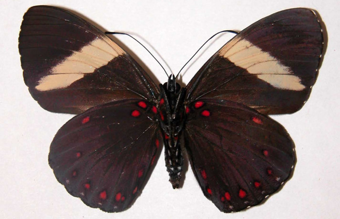 Figura 8. Adulto de <i>Hamadryas saurites</i></i> (Nymphalidae), hembra, vista ventral, localidad Rio Blanco Abajo, Sector San Cristobal ACG (500m). Voucher: 02-SRNP-2830-DHJ34751.jpg.