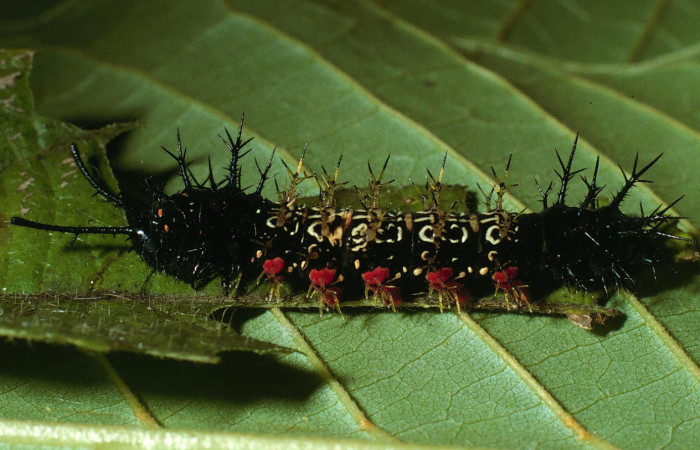 Figura 20. Larva <i>Hamadryas mexicana</i></i> (Nymphalidae), último estadío (U), vista lateral, localidad Bosque Humedo, Sector Santa Rosa ACG (290m). Voucher: 03-SRNP-13571-DHJ76288.jpg.