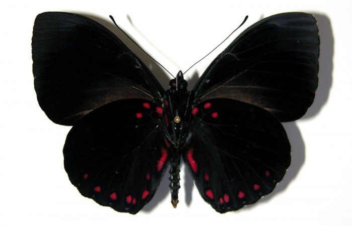 Figura 10. Adulto de <i>Hamadryas saurites</i></i> (Nymphalidae), macho vista ventral, localidad Rio Blanco Abajo, Sector San Cristobal ACG (500m). Voucher: 03-SRNP-34487-DHJ96777.jpg.