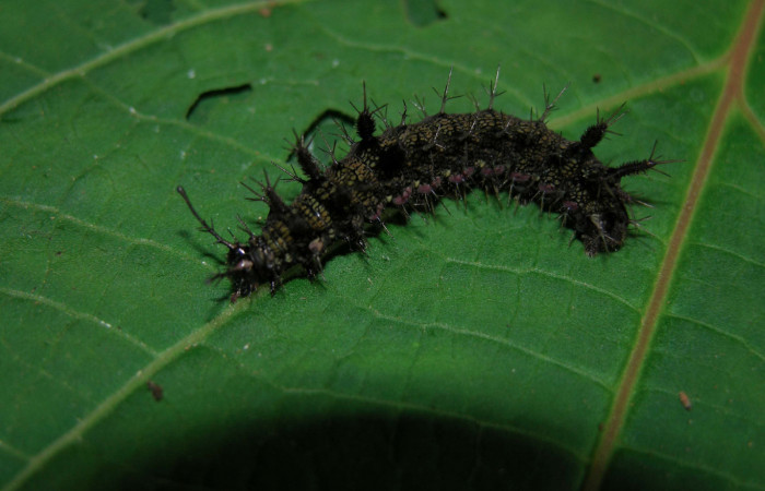 Figura 16. Larva <i>Hamadryas farinulenta</i></i> (Nymphalidae), último estadío (U), vista dorsal, localidad Pasmompa, Sector Pitilla ACG (440m). Voucher: 05-SRNP-30483-DHJ405637.jpg.