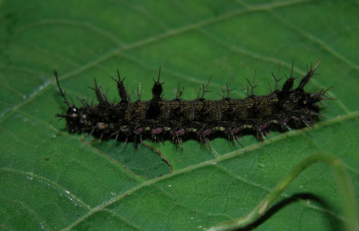 Figura 15. Larva <i>Hamadryas farinulenta</i></i> (Nymphalidae), último estadío (U), vista lateral, localidad Pasmompa, Sector Pitilla ACG (440m). Voucher: 05-SRNP-30483-DHJ405638.jpg.