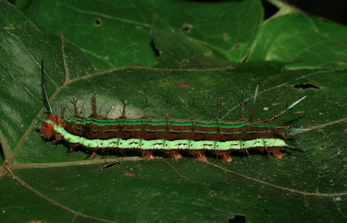 Figura 3. Larva <i>Hamadryas saurites</i></i> (Nymphalidae), último estadío (U), vista lateral, localidad Puente Mena, Sector Del Oro ACG (280m). Voucher: 06-SRNP-22450-DHJ424797.jpg.
