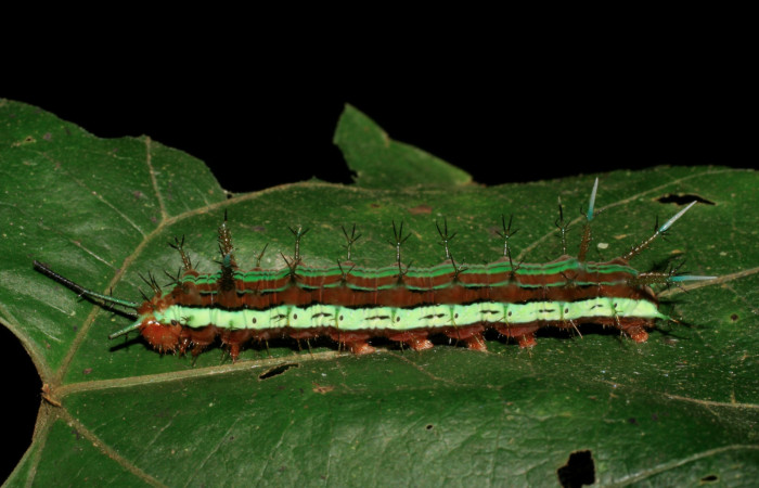Figura 4. Larva <i>Hamadryas saurites</i></i> (Nymphalidae), último estadío (U), vista lateral, localidad Puente Mena, Sector Del Oro ACG (280m). Voucher: 06-SRNP-22450-DHJ424799.jpg.