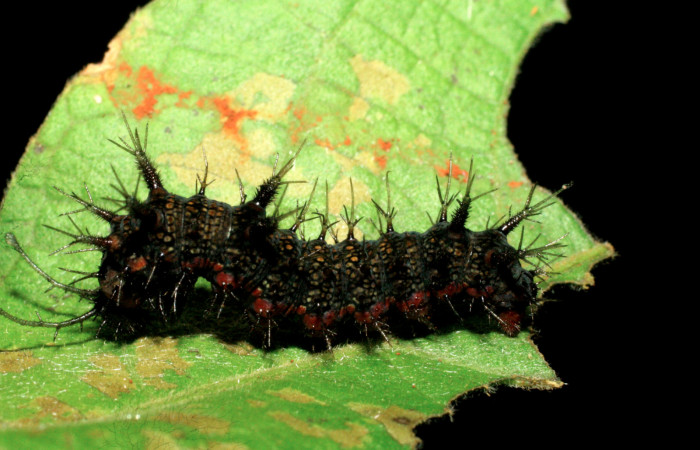 Figura 12. Larva <i>Hamadryas</i></i> guatemalenaDHJ03 (Nymphalidae), último estadío (U), vista lateral, localidad Amonias, Sector Pitilla ACG (390m). Voucher: 07-SRNP-33942-DHJ434498.jpg.