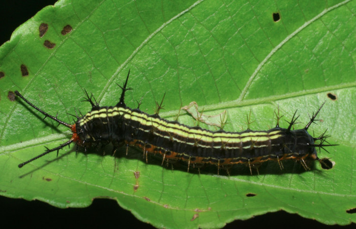 Figura 2. Larva <i>Hamadryas saurites</i></i> (Nymphalidae), penúltimo estadío (PU), vista lateral, localidad Estación Quica, Sector Pitilla ACG (470m). Voucher: 08-SRNP-72179-DHJ447137.jpg.