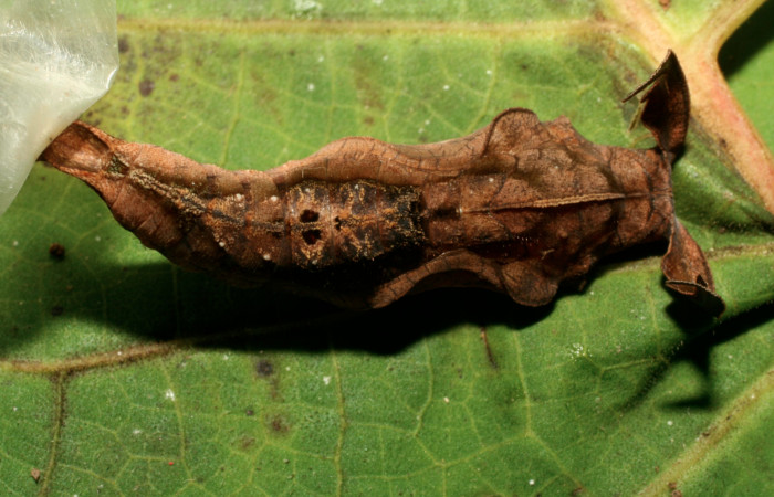 Figura 5. Pupa de <i>Hamadryas saurites</i></i> (Nymphalidae), vista dorsal, localidad Estación Quica, Sector Pitilla ACG (470m). Voucher: 08-SRNP-72179-DHJ447146.jpg.