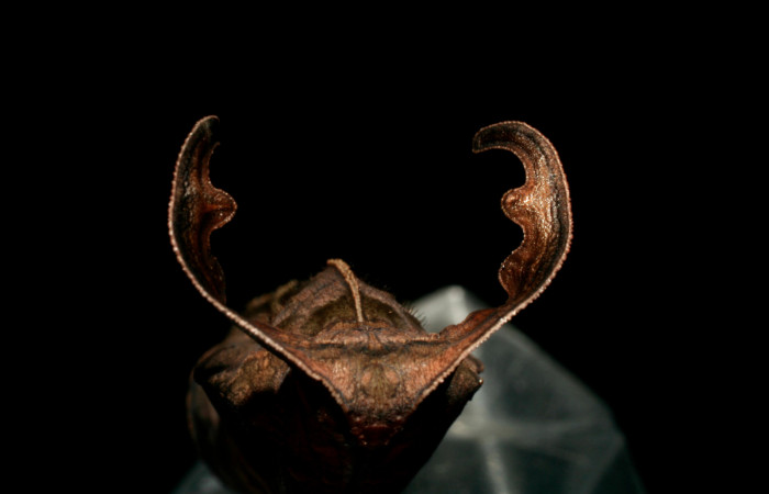 Figura 6. Pupa de <i>Hamadryas saurites</i></i> (Nymphalidae), vista frontal, localidad Estación Quica, Sector Pitilla ACG (470m). Voucher: 08-SRNP-72179-DHJ447151.jpg.