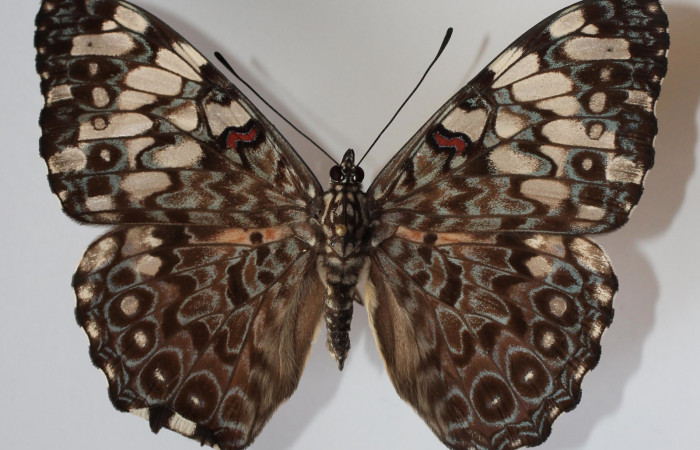 Figura 17. Adulto de <i>Hamadryas farinulenta</i></i> (Nymphalidae), vista dorsal, localidad Vuelta Peligrosa, Sector El Hacha ACG (280m). Voucher: 12-SRNP-22044-DHJ583670.jpg.