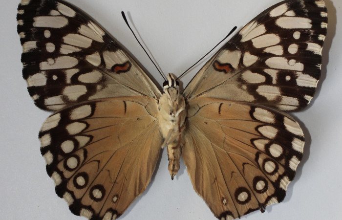 Figura 18. Adulto de <i>Hamadryas farinulenta</i></i> (Nymphalidae), vista ventral, localidad Vuelta peligrosa, Sector El Hacha ACG (280m). Voucher: 12-SRNP-22044-DHJ583671.jpg.