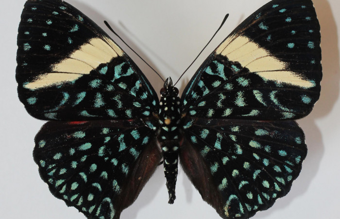 Figura 1. Adulto de <i>Hamadryas saurites</i></i> (Nymphalidae), vista dorsal, localidad Medrano, Sector Pitilla ACG (380m). Voucher: 12-SRNP-70466-DHJ583664.jpg.