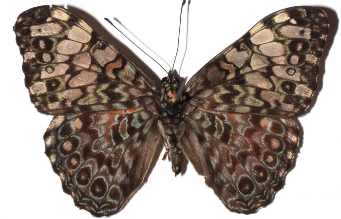 Figura 13. Adulto de <i>Hamadryas guatemalena</i></i> (Nymphalidae), vista dorsal, localidad Medrano Estación Quica, Sector Pitilla ACG (380m). Voucher: 16-SRNP-71900-DHJ927828.jpg.