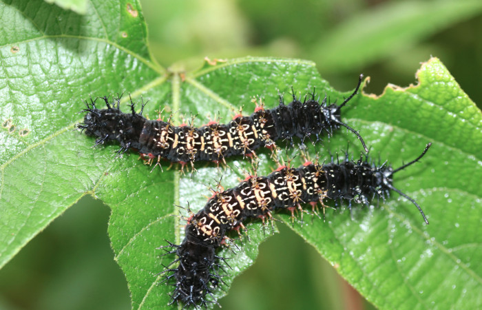 Figura 19. Larva <i>Hamadryas mexicana</i></i> (Nymphalidae), penúltimo estadío (PU), vista dorsal, localidad Ingas, Sector Pitilla ACG (580m). Voucher: 17-SRNP-31880-DHJ739769.jpg.
