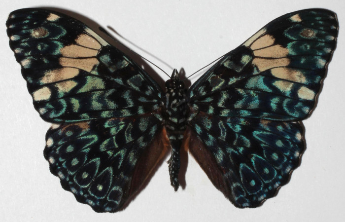 Figura 21. Adulto de <i>Hamadryas mexicana</i></i> (Nymphalidae), vista dorsal, localidad Sendero Huerta, Sector San Cristobal ACG (527m). Voucher: 18-SRNP-578-DHJ938560.jpg.