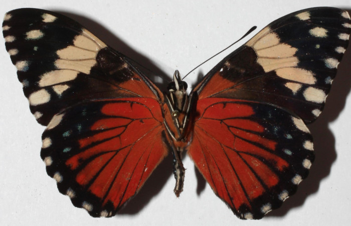 Figura 22. Adulto de <i>Hamadryas mexicana</i></i> (Nymphalidae), vista ventral, localidad Sendero Huerta, Sector San Cristobal ACG (527m). Voucher: 18-SRNP-578-DHJ938561.jpg.