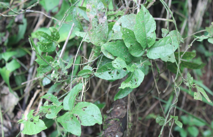 Figura 23. Planta hospedera de <i>Hamadryas saurites</i></i> (Nymphalidae), planta llamada <i>Dalechampia scandens</i></i> (Euphorbiaceae), localidad Medrano Estación Quica, Sector Pitilla ACG (380m), foto: Ricardo Calero 18 Julio 2019.