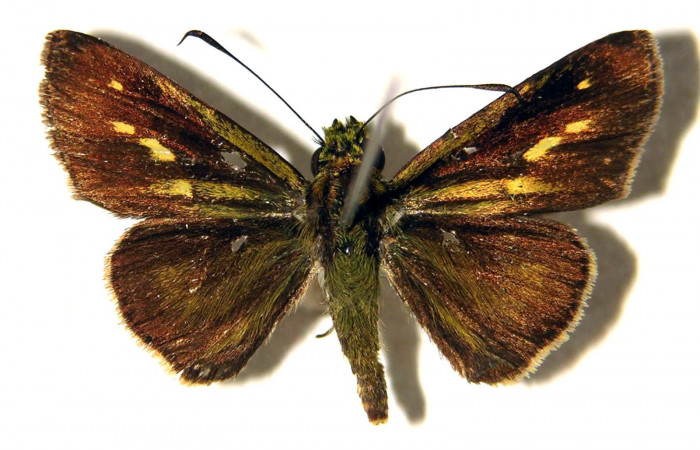 Figura 10. Adulto de <i>Parphorus decora</i></i> (Hesperiidae), macho vista dorsal, localidad Guacimos Sector Del Oro ACG (380m). Voucher: 02-SRNP-5335-DHJ92006.jpg.