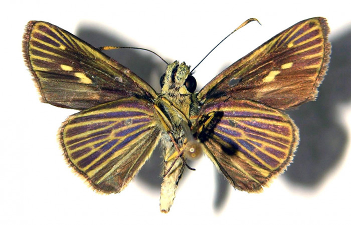 Figura 11. Adulto de <i>Parphorus decora</i></i> (Hesperiidae), macho vista ventral, localidad Guacimos Sector Del Oro ACG (380m). Voucher: 02-SRNP-5335-DHJ92007.jpg.