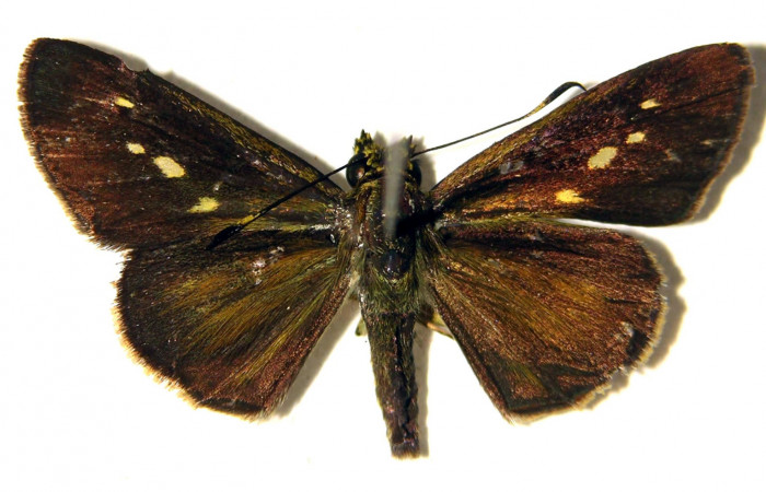 Figura 12. Adulto de <i>Parphorus decora</i></i> (Hesperiidae), hembra vista dorsal, localidad Bosque Húmedo Sector Santa Rosa ACG (290m). Voucher: 03-SRNP-26292-DHJ92008.jpg.