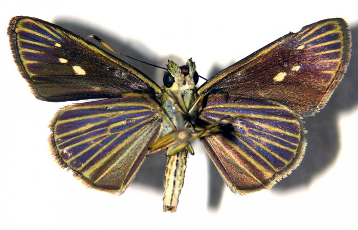 Figura 13. Adulto de <i>Parphorus decora</i></i> (Hesperiidae), hembra vista ventral, localidad Bosque Húmedo Sector Santa Rosa ACG (290m). Voucher: 03-SRNP-26292-DHJ92009.jpg.