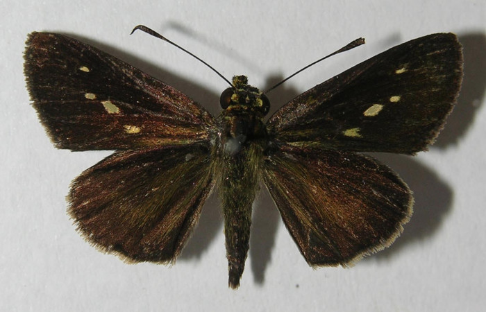 Figura 1. Adulto de <i>Parphorus decora</i></i> (Hesperiidae), vista dorsal, localidad Animas Sector El Hacha ACG (195m). Voucher: 12-SRNP-21978-DHJ569614.jpg.