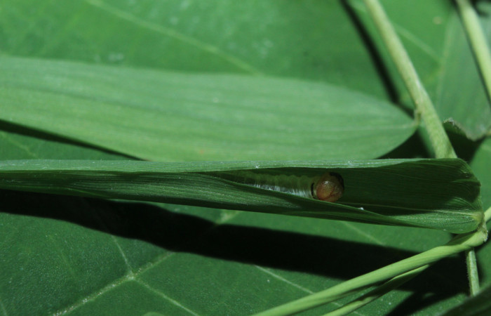 Figura 3. Habitat o casita de <i>Parphorus decora</i></i> (Hesperiidae), localidad Medrano Estación Biológica Quica Sector Pitilla ACG (380m). Voucher: 15-SRNP-70949-DHJ727356.jpg.