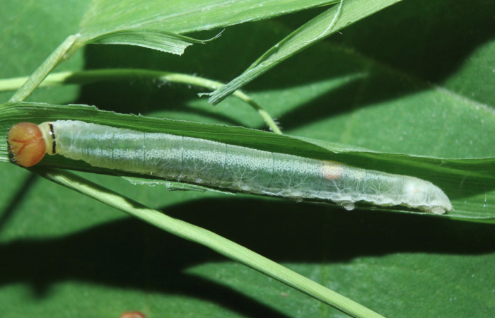 Figura 5. Larva <i>Parphorus decora</i></i> (Hesperiidae), en penúltimo estadío (PU) vista dorsal, localidad Medrano Estación Biológica Quica Sector Pitilla ACG (380m). Voucher: 15-SRNP-70949-DHJ727363.jpg.