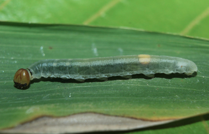 Figura 6. Larva <i>Parphorus decora</i></i> (Hesperiidae), en último estadío (U) vista lateral, localidad Medrano Estación Biológica Quica Sector Pitilla ACG (380m). Voucher: 15-SRNP-70949-DHJ727399.jpg.