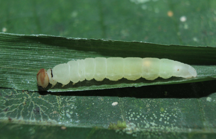 Figura 7. Larva <i>Parphorus decora</i></i> (Hesperiidae), en estado de prepupa vista lateral, localidad Medrano Estación Biológica Quica Sector Pitilla ACG (380m). Voucher: 15-SRNP-70949-DHJ727411.jpg.
