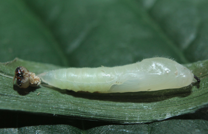 Figura 8. Pupa de <i>Parphorus decora</i></i> (Hesperiidae), vista lateral, localidad Medrano Estación Biológica Quica Sector Pitilla ACG (380m). Voucher: 15-SRNP-70949-DHJ727412.jpg.