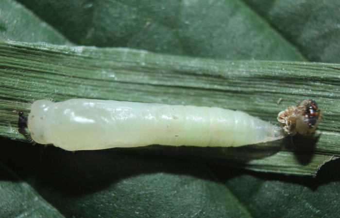 Figura 9. Pupa de <i>Parphorus decora</i></i> (Hesperiidae), vista dorsal, localidad Medrano Estación Biológica Quica Sector Pitilla ACG (380m). Voucher: 15-SRNP-70949-DHJ727415.jpg.