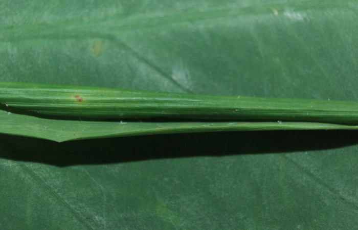 Figura 2. Habitat o casita de <i>Parphorus decora</i></i> (Hesperiidae), localidad Charia Estación Biológica Quica Sector Pitilla ACG (530m). Voucher: 15-SRNP-71587-DHJ727818.jpg.