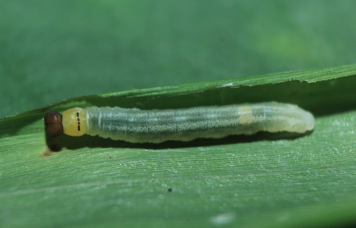 Figura 4. Larva <i>Parphorus decora</i></i> (Hesperiidae), en tercer estadío (PPU) vista dorsal, localidad Charia Estación Biológica Quica Sector Pitilla ACG (530m). Voucher: 15-SRNP-71587-DHJ727819.jpg.