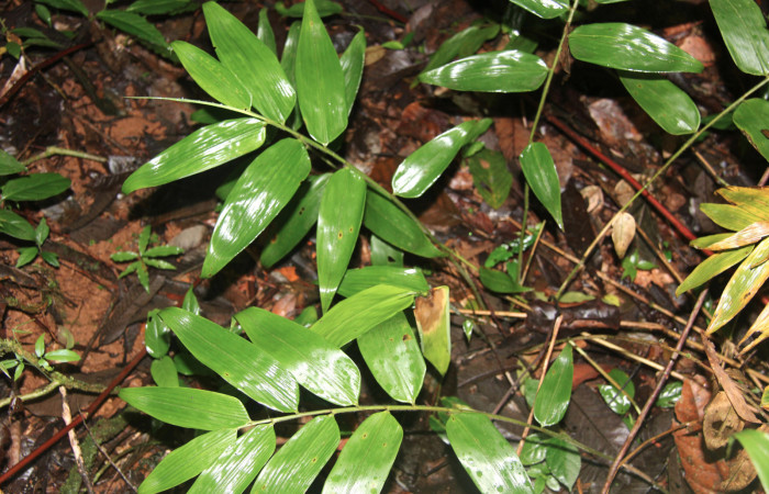 Figura 14. Planta hospedera de <i>Parphorus decora</i></i> (Hesperiidae), esta planta se llama <i>Olyra latifolia</i></i> (Poaceae), localidad Sendero Manguera Estación Biológica Quica Sector Pitilla ACG (470m), foto; Ricardo Calero 01 Setiembre 2015.