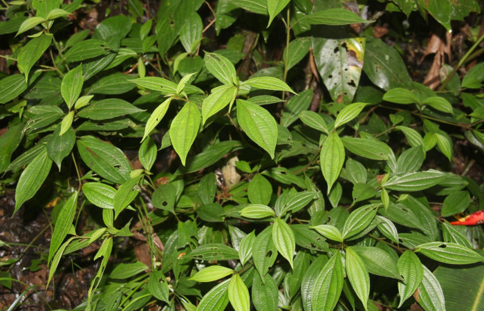 Brotes  <i>Henriettea tuberculosa</i></i>  planta hospedera de <i> Antiblemma herilis,</i></i> 