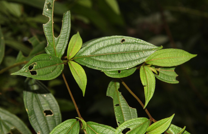 Haz de   <i>Henriettea tuberculosa</i></i>  planta hospedera de <i> Antiblemma herilis,</i></i> 