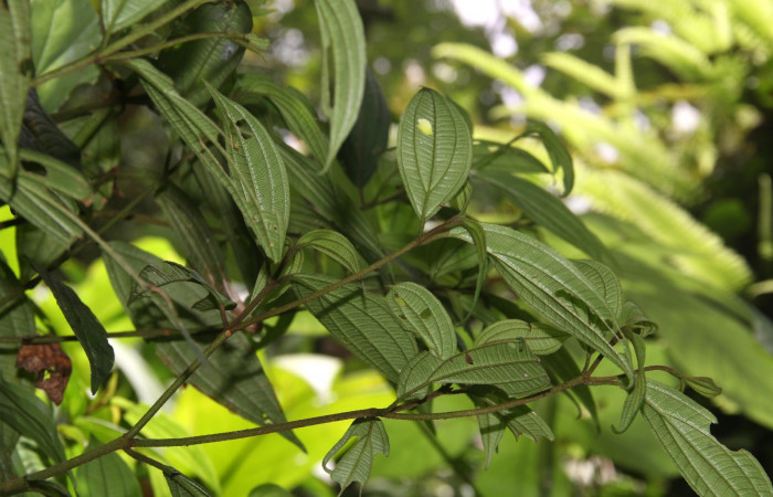 Estructura de ramas <i>Henriettea tuberculosa</i></i>  planta hospedera de <i> Antiblemma herilis,</i></i> 