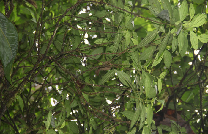 Hábito de copas <i>Henriettea tuberculosa</i></i>  planta hospedera de <i> Antiblemma herilis,</i></i> 