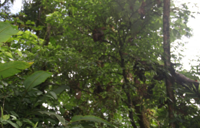 Hábitat de <i>Henriettea tuberculosa</i></i>  planta hospedera de <i> Antiblemma herilis,</i></i> 