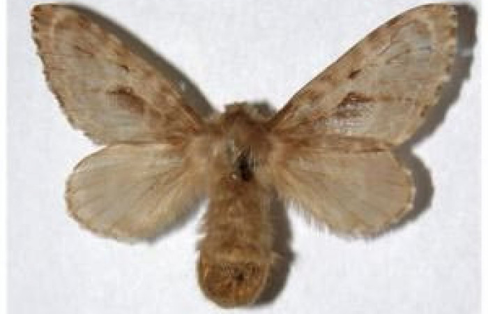 Figura 6. Adulto de <i>Titya synoecura</i></i> (Lasiocampidae), macho vista dorsal, localidad Palmital Sector Rincón Rain Forest ACG (420m). Voucher: 02-SRNP-7853.23-DHJ319258.jpg.