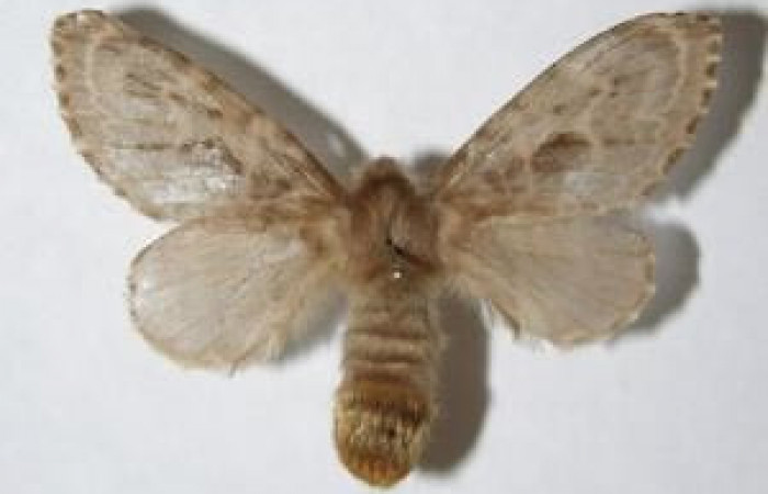 Figura 7. Adulto de <i>Titya synoecura</i></i> (Lasiocampidae), hembra vista dorsal, localidad Rio Blanco Abajo, Sector San Cristóbal ACG (500m). Voucher: 06-SRNP-2820-DHJ344372.jgp.