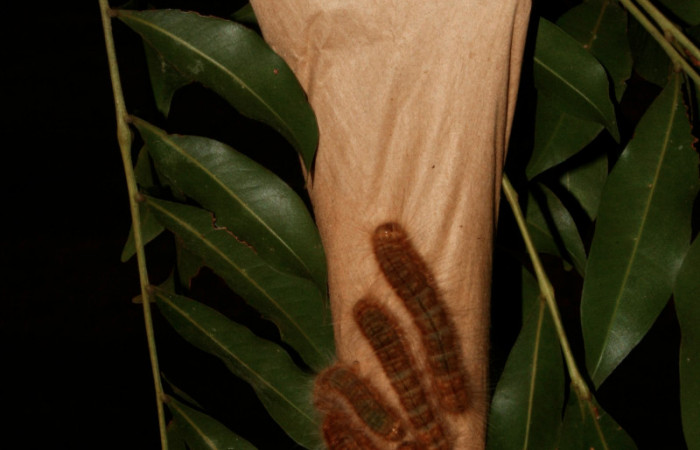 Figura 2. Casita de seda de <i>Titya synoecura</i></i> (Lasiocampidae), vista dorsal, localidad Calma Estación Biológica Quica, Sector Pitilla ACG (412m). Voucher: 13-SRNP-70767-DHJ702422.jpg.

