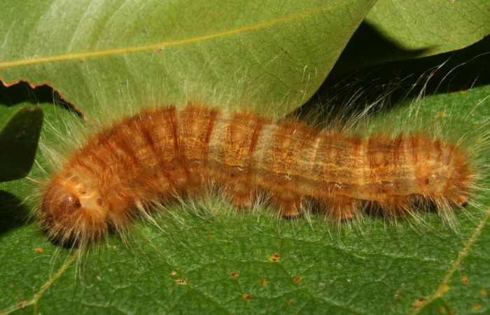 Figura 1. Larva <i>Titya synoecura</i></i> (Lasiocampidae), vista dorsal, localidad Calma Estación Biológica Quica, Sector Pitilla ACG (412m). Voucher: 13-SRNP-70768-DHJ702442.jpg.