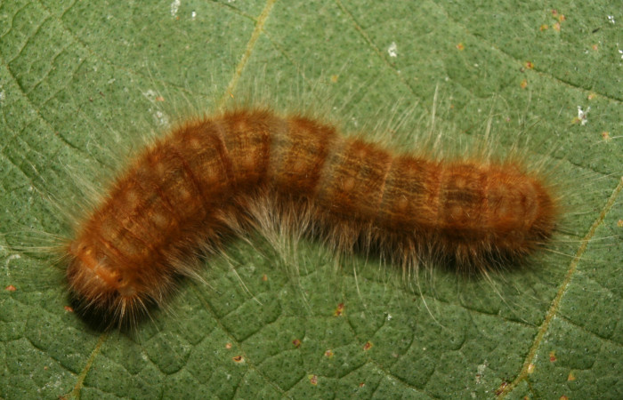 Figura 4. Larva <i>Titya synoecura</i></i> (Lasiocampidae), último estadio (U) vista dorsal, localidad Calma Estación Biológica Quica, Sector Pitilla ACG (412m). Voucher: 13-SRNP-70768-DHJ702451.jpg.