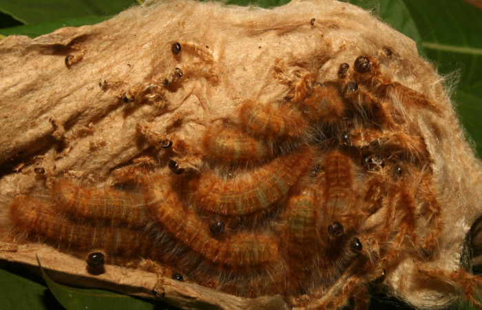 Figura 3. Larvitas <i>Titya synoecura</i></i> (Lasiocampidae), penúltimo estadio (PU) vista dorsal, localidad Calma Estación Biológica Quica, Sector Pitilla ACG (412m). Voucher: 13-SRNP-70768-DHJ702453.jpg.