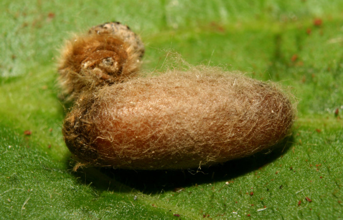 Figura 9. Capullo de parásito <i>Enicospilus</i></i> Gauld02 (Ichneumonidae) que ataca <i>Tytia synoecura</i></i> (Lasiocampidae), localidad Calma Estación Biológica Quica, Sector Pitilla ACG (412m) voucher: 13-SRNP-70777-DHJ702492.jpg.