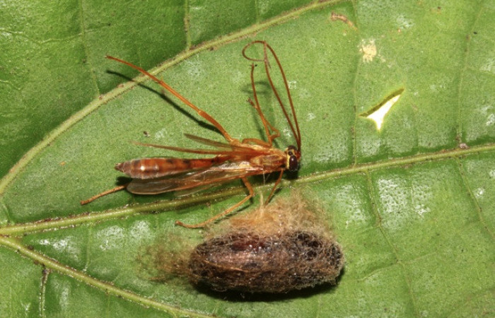 Figura 10. Adulto de parásito <i>Enicospilus</i></i> Gauld02 (Ichneumonidae) que ataca <i>Titya synoecura</i></i> (Lasiocampidae), localidad Calma Estación Biológica Quica, Sector Pitilla ACG (412m). Voucher: 13-SRNP-70796-DHJ700952.jpg.